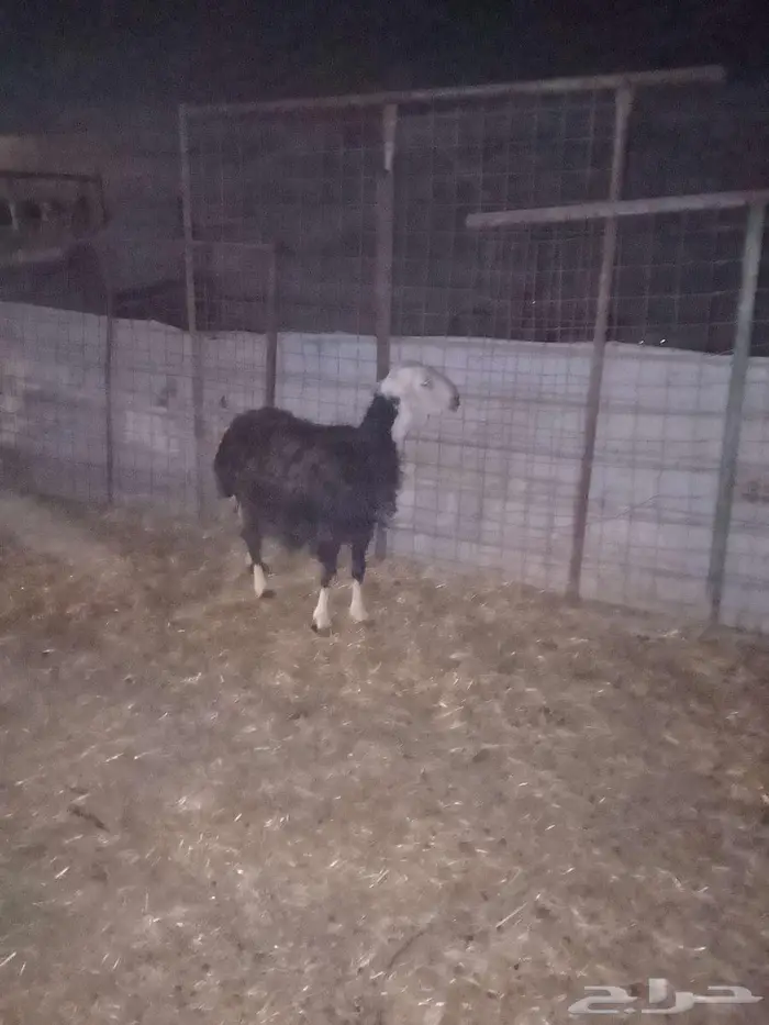 نجديه مضلع لها ثلاث اشهر للبيع 0