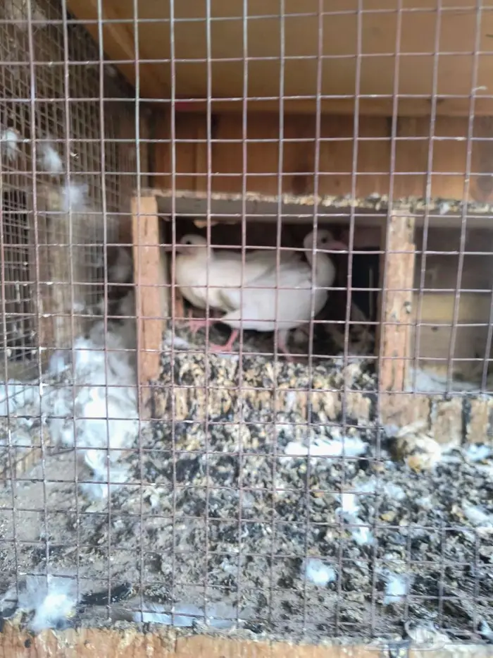 حمام فرنسي 5