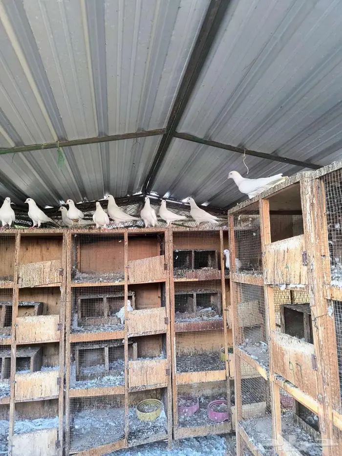 حمام فرنسي 2