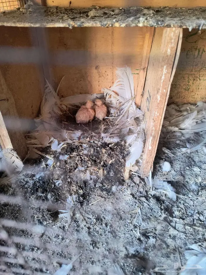 حمام فرنسي 3