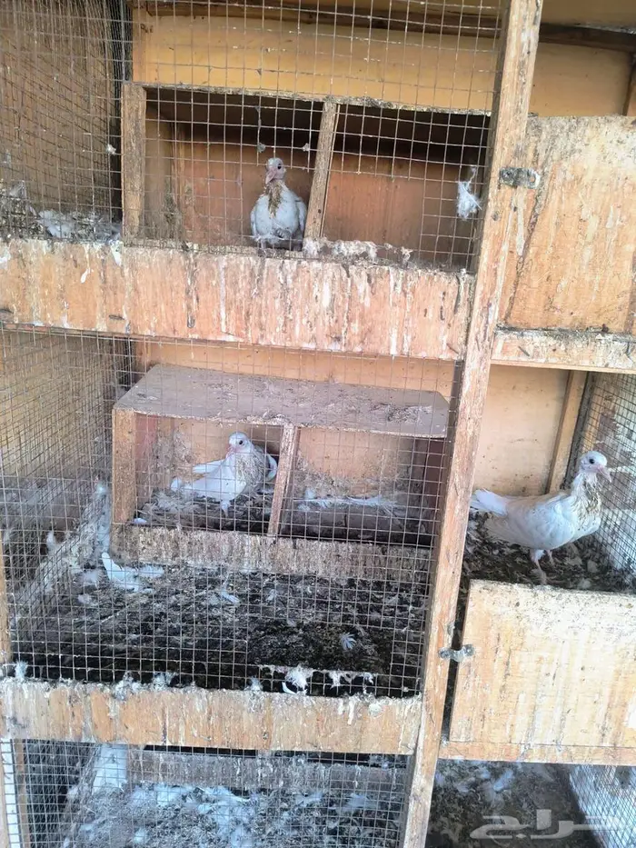 حمام فرنسي 4