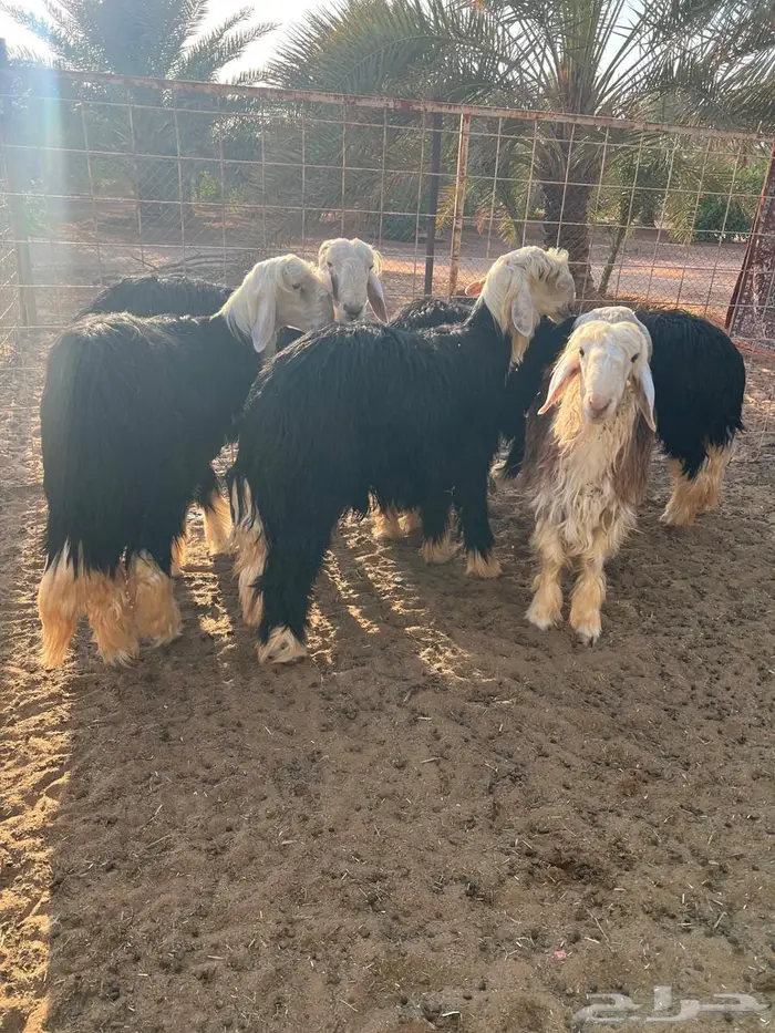 طليان العدد خمس نجد 1