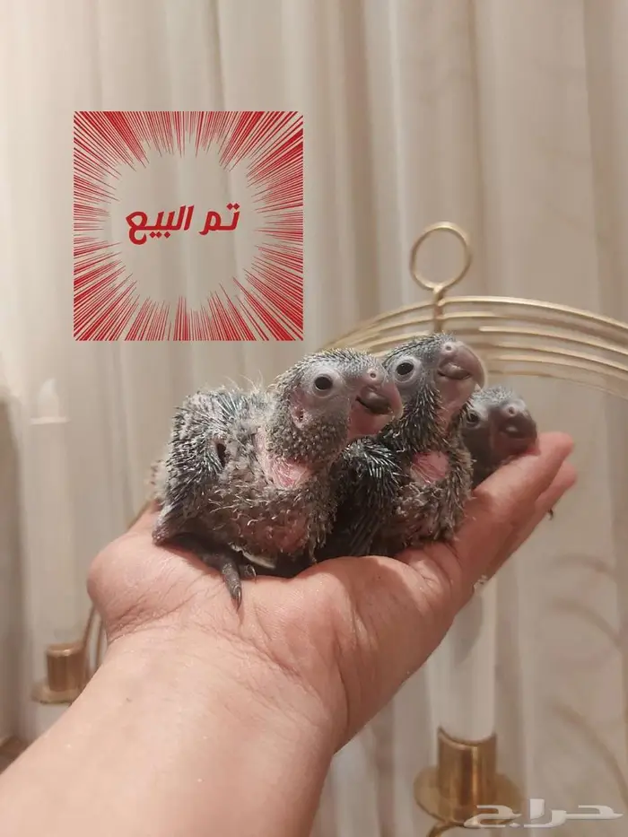 مجموعة فروخ 3