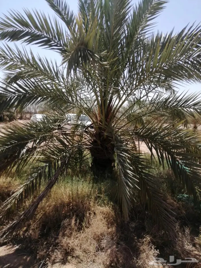 نخل للبيع 1