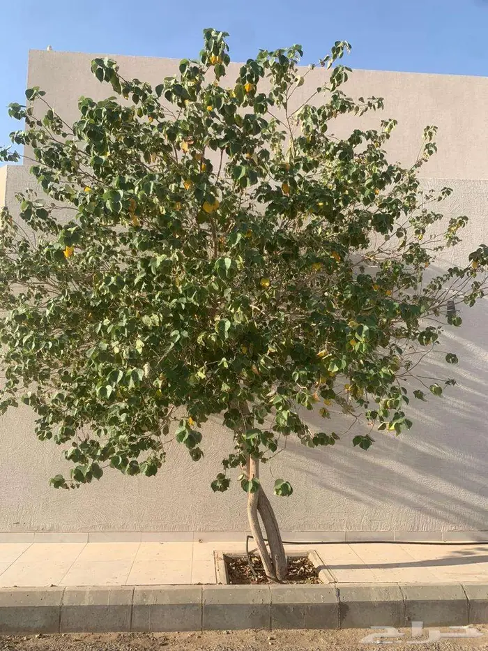 عندي شجر على السوم المكان عنيزة 0