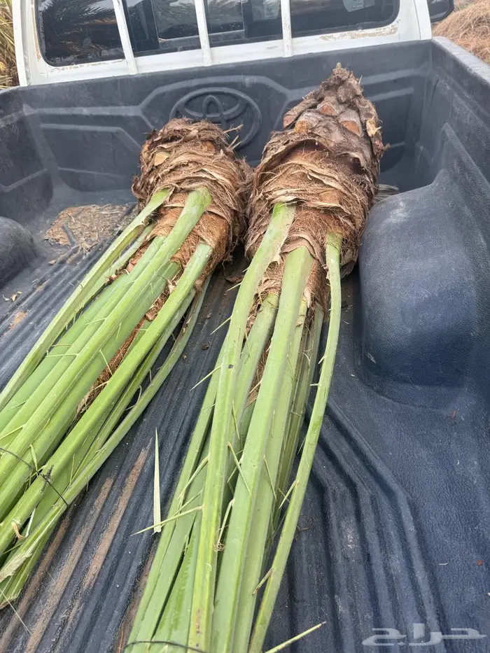 نخل القصيم 1