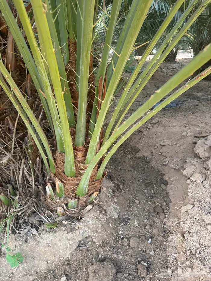 نخل القصيم 2