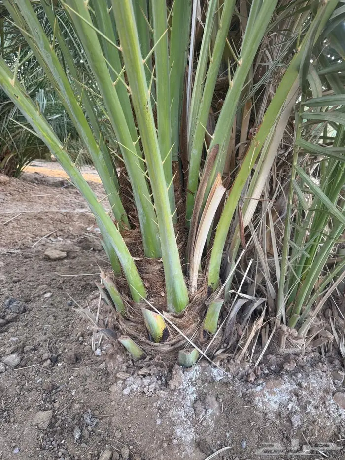 نخل القصيم 3