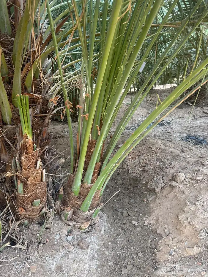 نخل القصيم 5