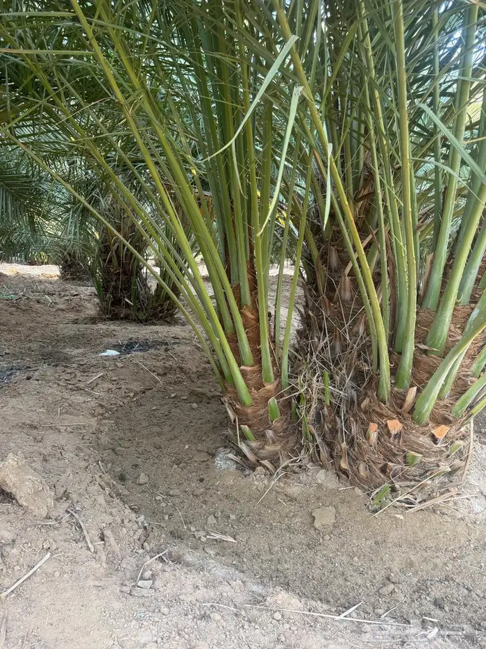 نخل القصيم 7