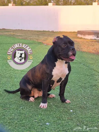 American Bully Pocket index