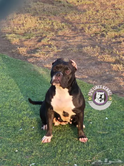 American Bully Pocket index