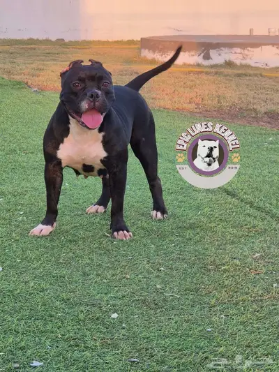 American Bully Pocket index