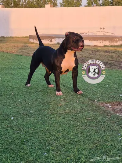 American Bully Pocket index