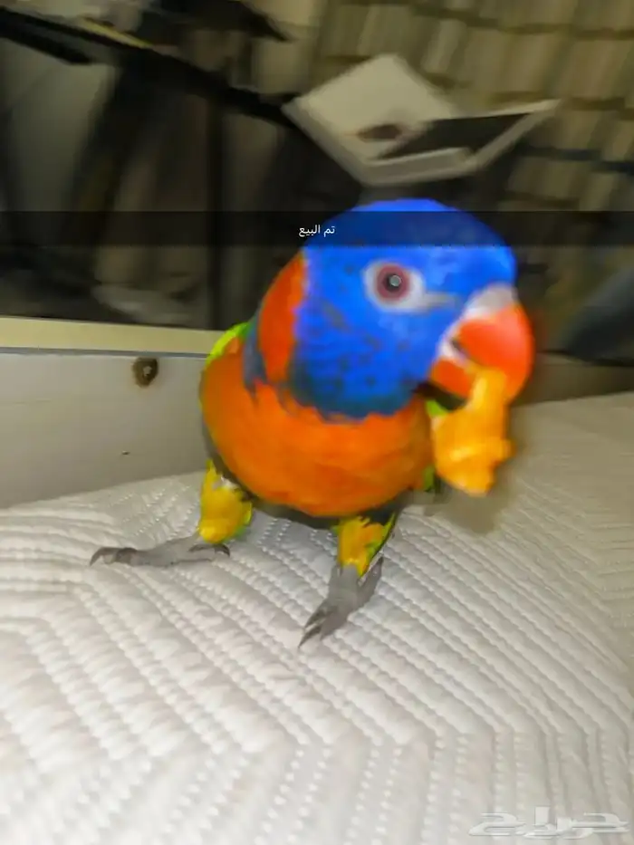 بببغاء لوري تم البيع 1