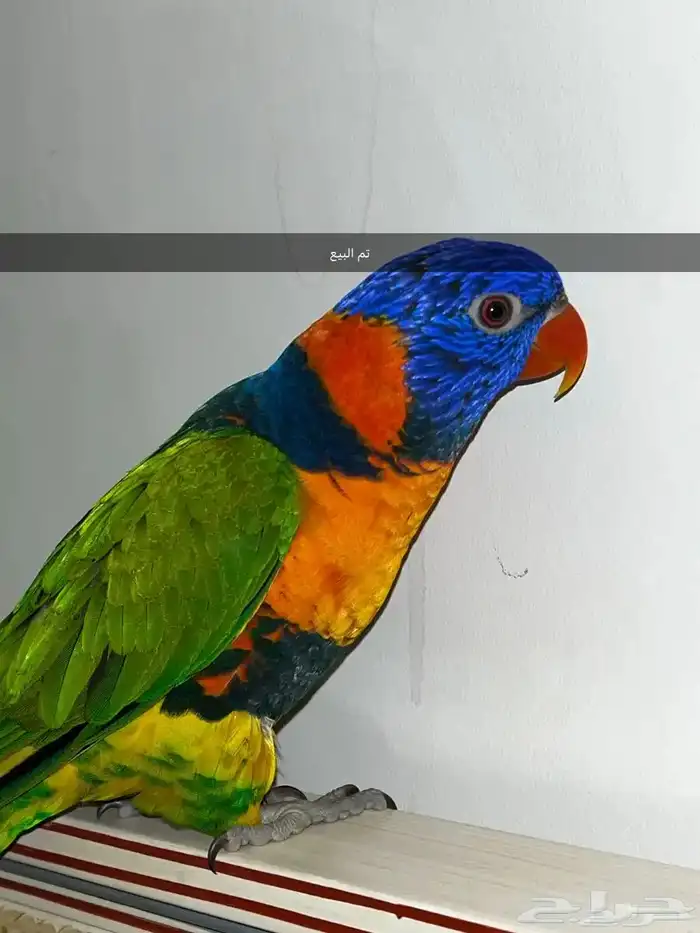 بببغاء لوري تم البيع 4