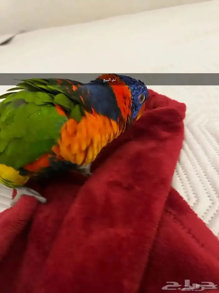بببغاء لوري تم البيع 6