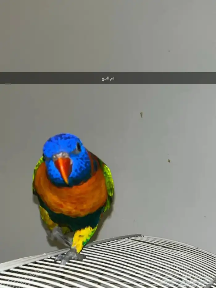 بببغاء لوري تم البيع 3