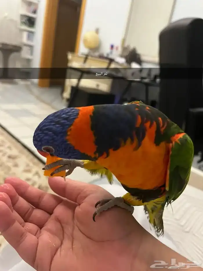 بببغاء لوري تم البيع 0