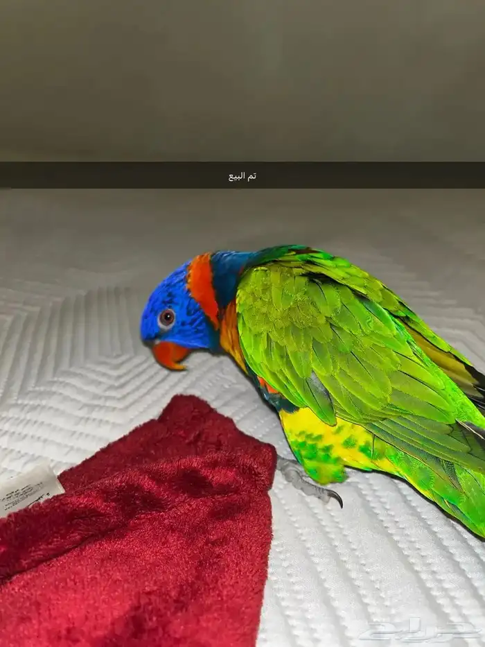 بببغاء لوري تم البيع 7