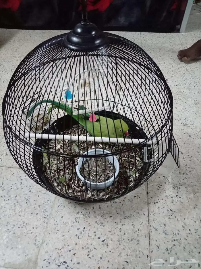 مواشي وحيوانات وطيور 3