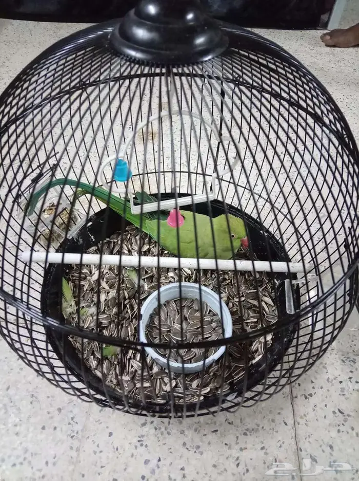 مواشي وحيوانات وطيور 2