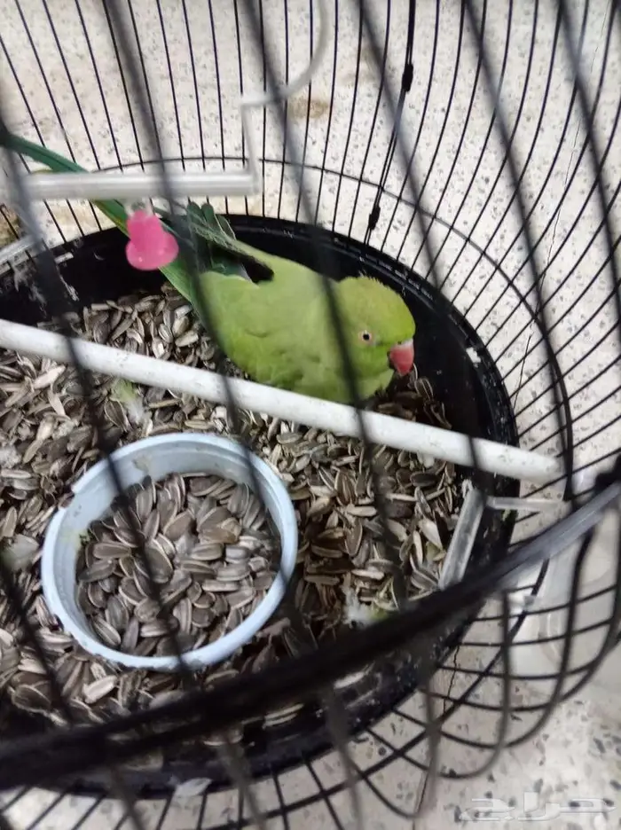 مواشي وحيوانات وطيور 1