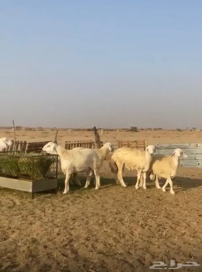 طليان 3