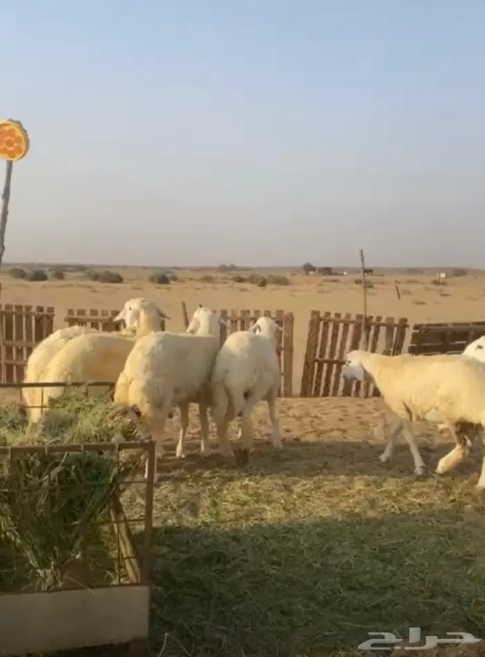 طليان 4