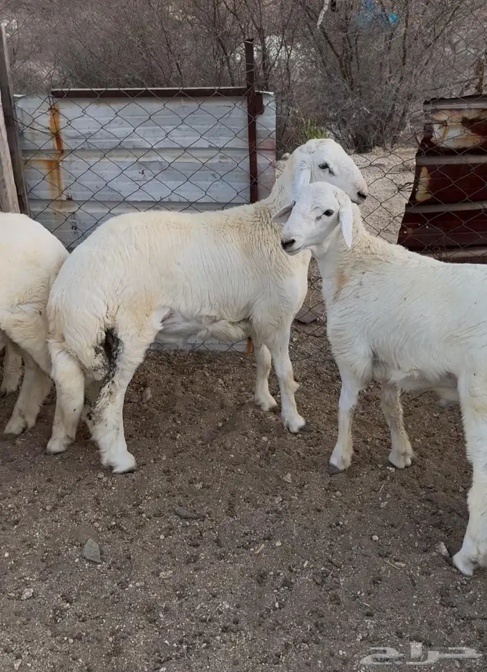 ذبايح طليان حري سواكن مع الذبح والتوصيل 11