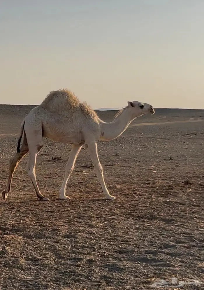 قعود و بكرة 1