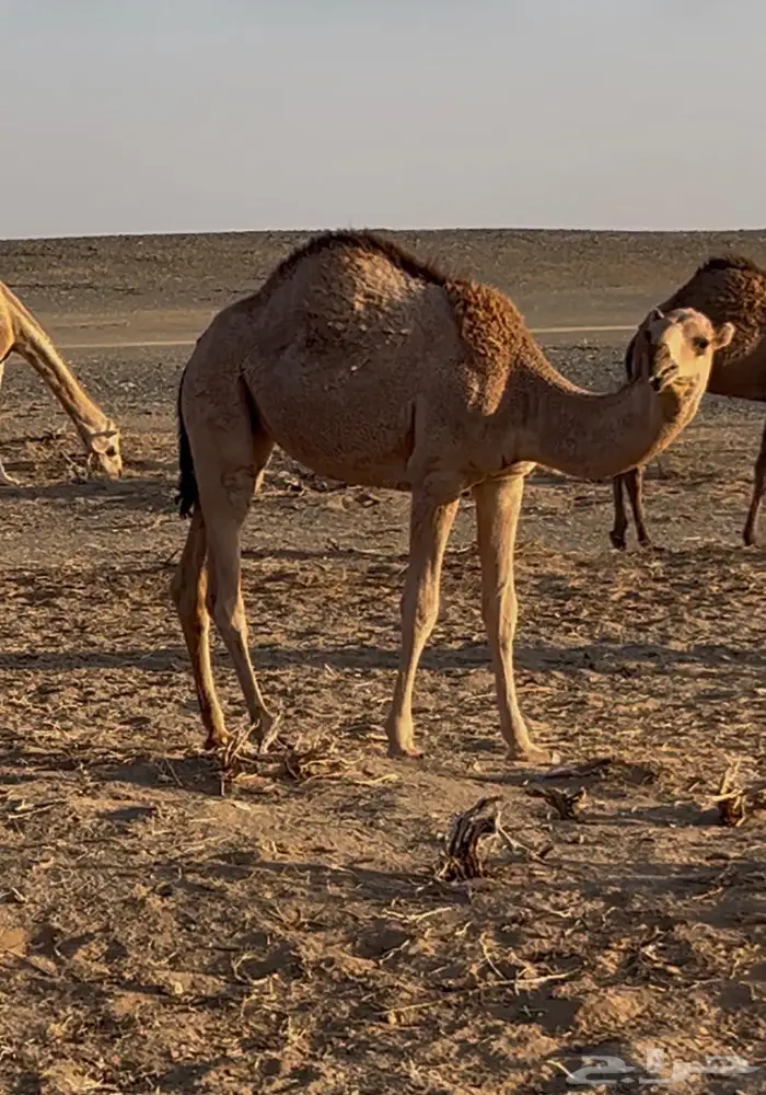 قعود و بكرة 2