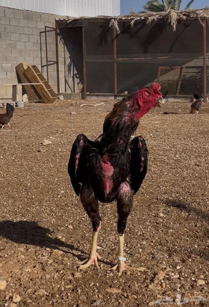 ديك ودجاجة شامو ألماني فاخر 2