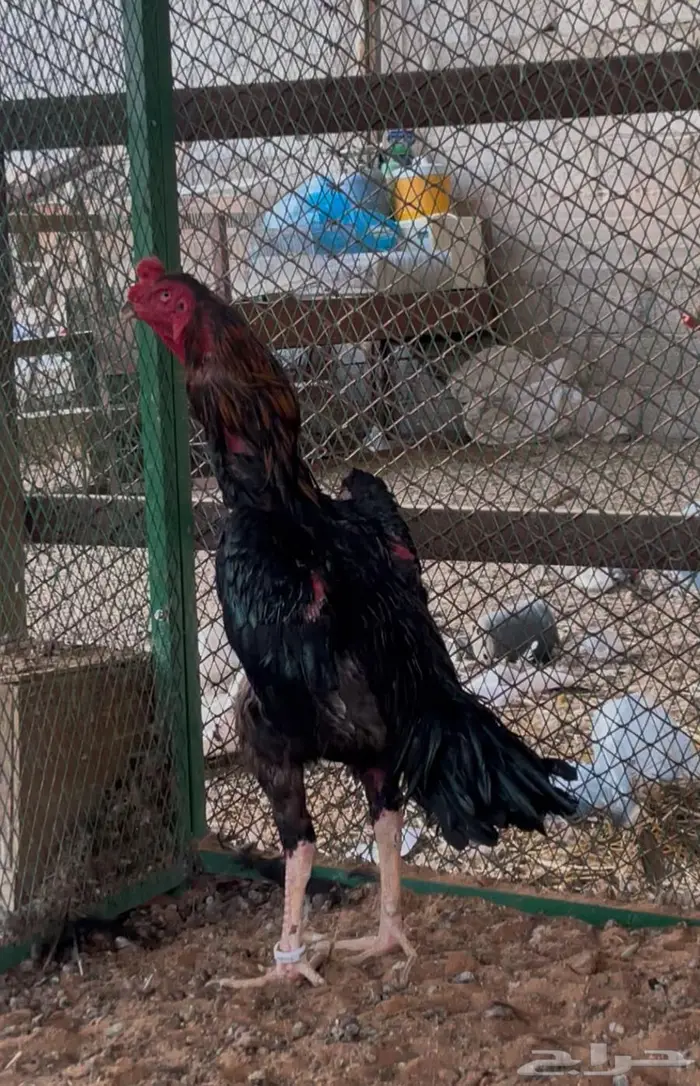 ديك ودجاجة شامو ألماني فاخر 1