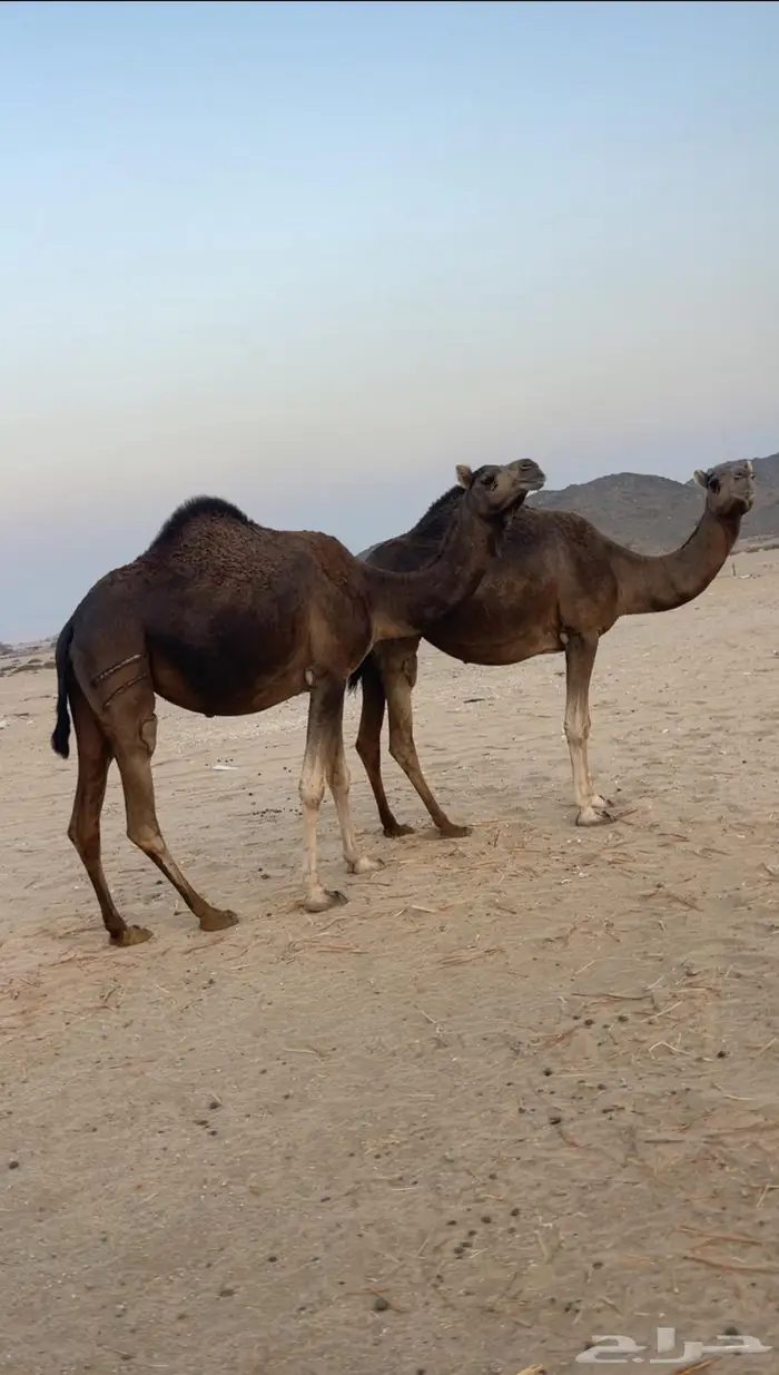 ناقتين ساحليات ملاقيات وسم واحد 1