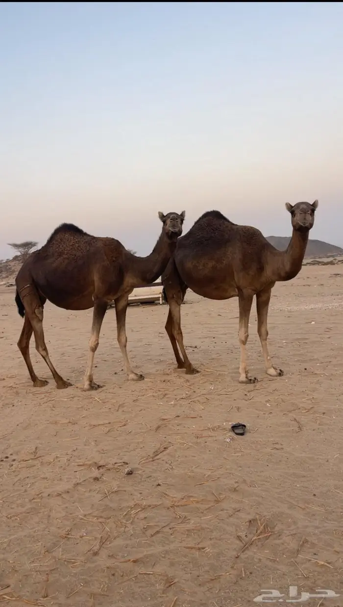 ناقتين ساحليات ملاقيات وسم واحد 2