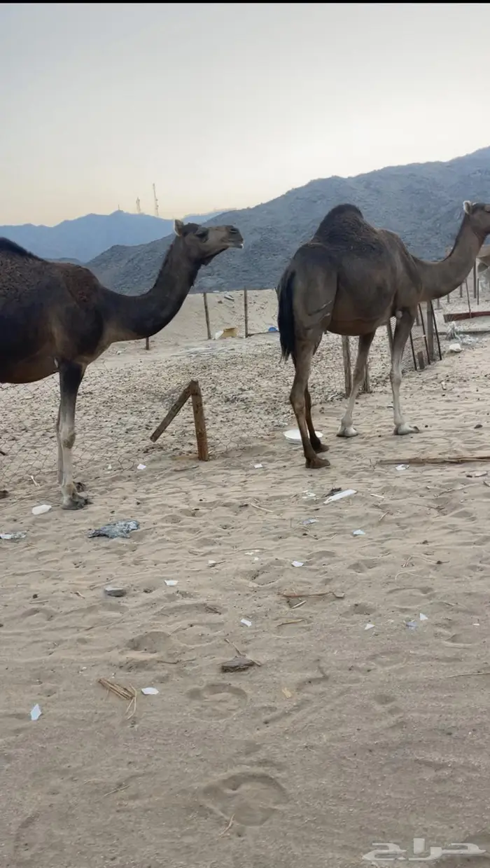 ناقتين ساحليات ملاقيات وسم واحد 3