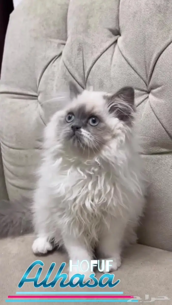 قطه للبيع 1