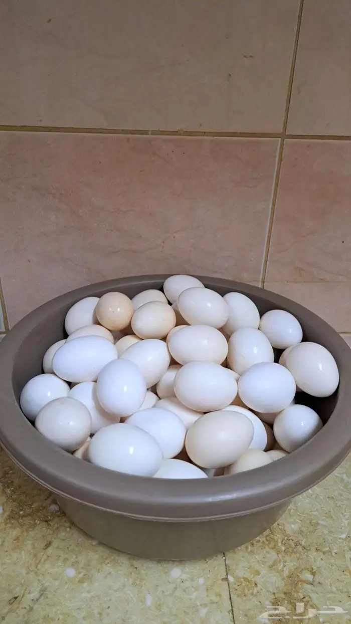 بيض بلدي نظيف 0