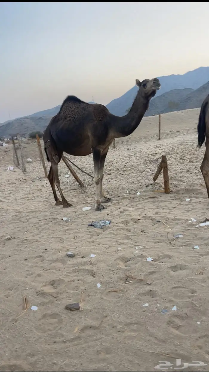 ناقتين ساحليات ملاقيات وسم واحد 4