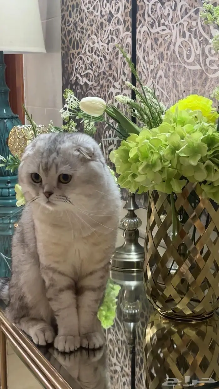 قط سكوتش فولد ضايع النماص 0