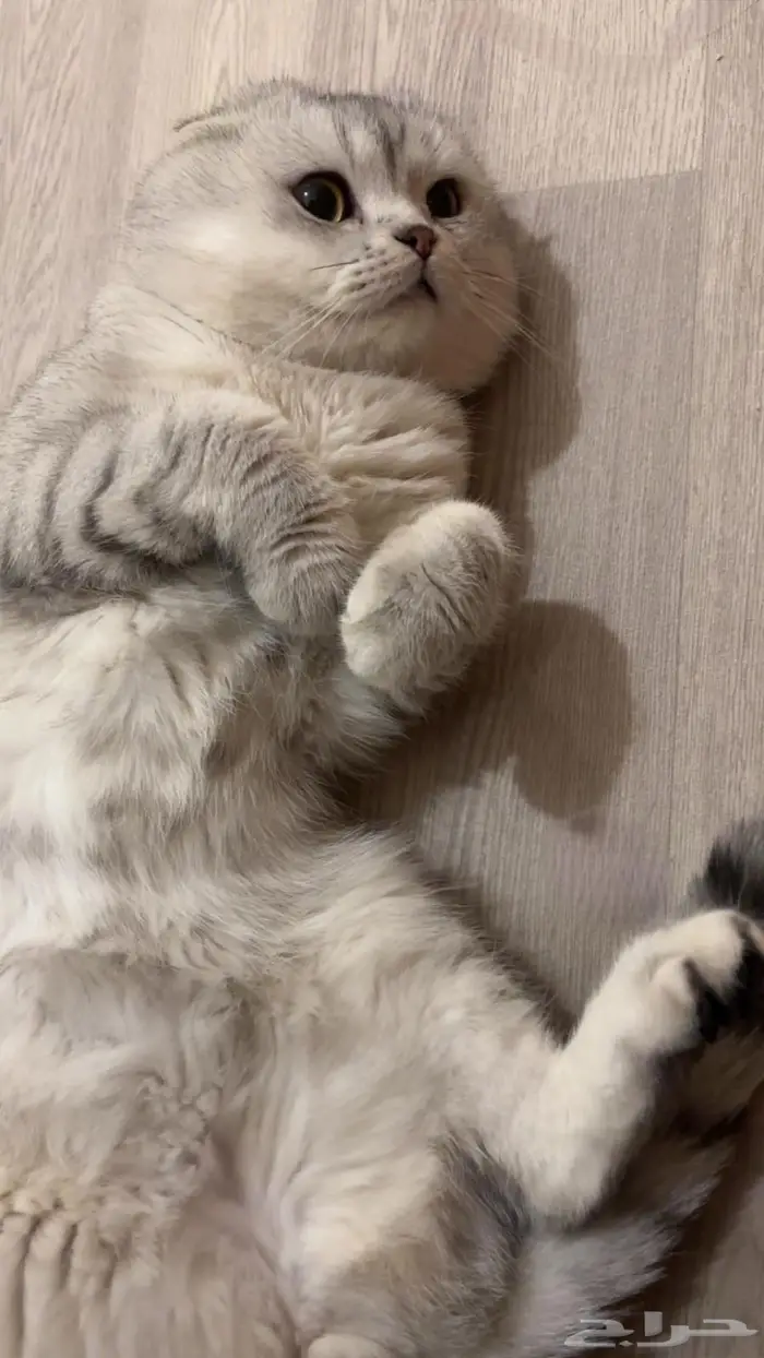 قط سكوتش فولد ضايع النماص 1