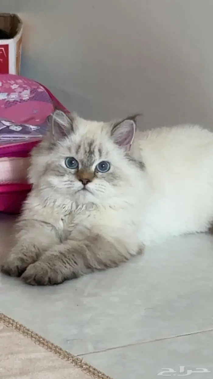 قط ه نوع الراغدول للبيع 2