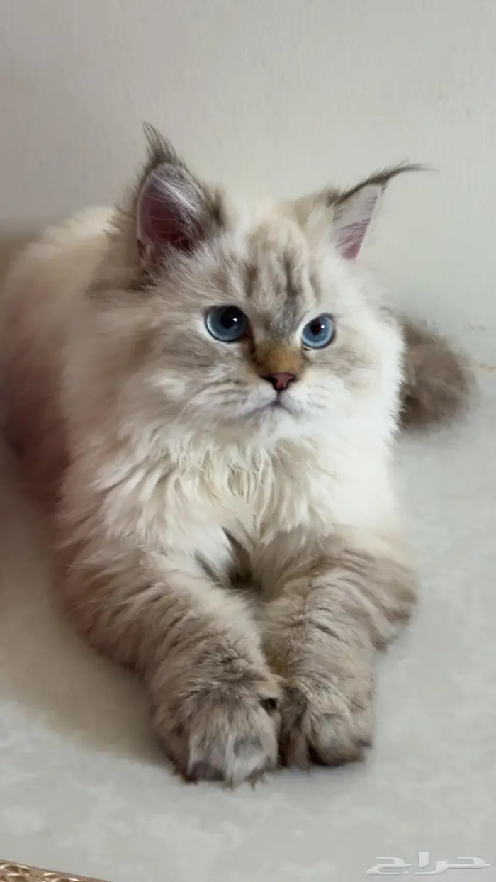 قط ه نوع الراغدول للبيع 1