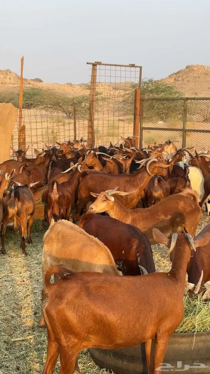 مراح معزا دهم بالفحل 0