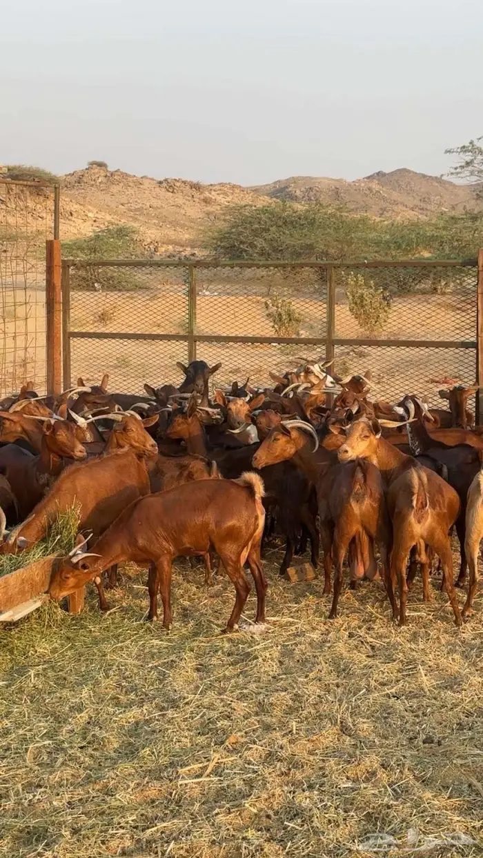 مراح معزا دهم بالفحل 6