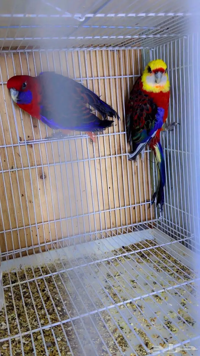 روزيلا الحجم الكبير اكبر حجم 1