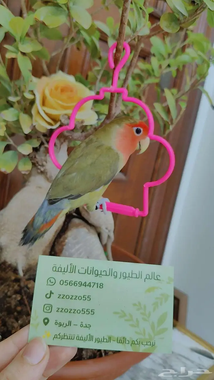للبيع ببغاء الروز اليف جدأ لعوب 4