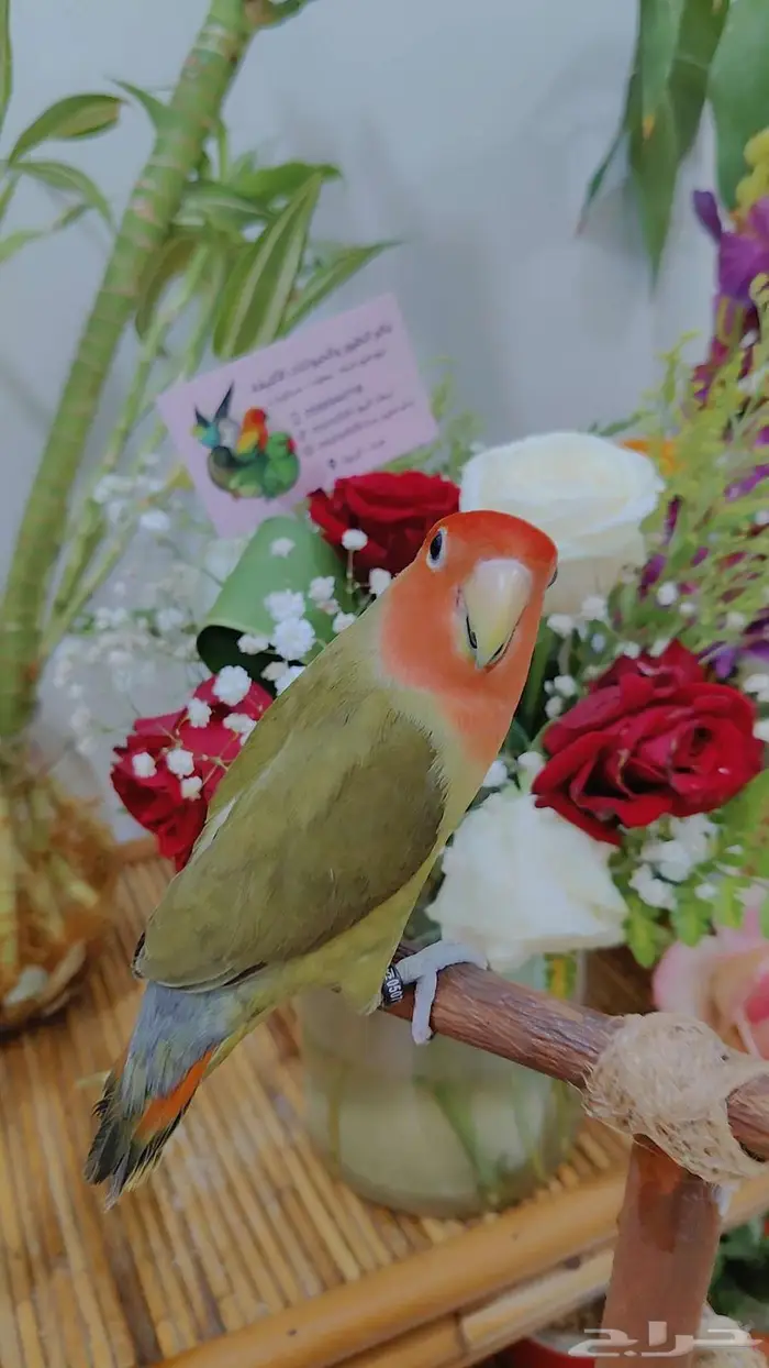 للبيع ببغاء الروز اليف جدأ لعوب 2