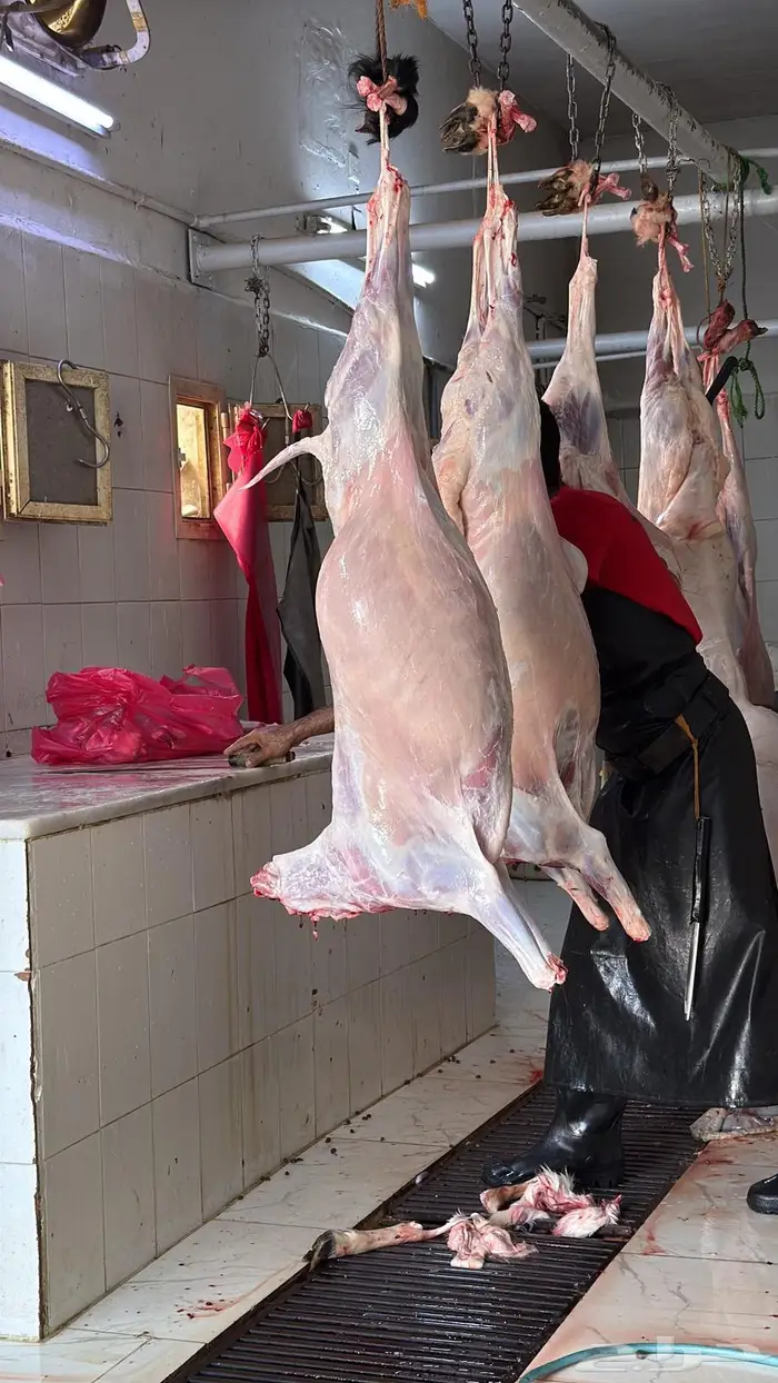 ذبايح طليان حري سواكن مع الذبح والتوصيل 17